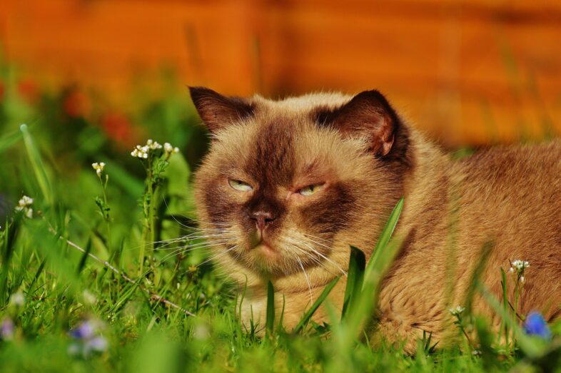 Brown Cat Resting Peacefully in the Garden – A Gentle Moment of Feline Calm