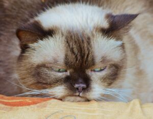  A cream and brown cat with green eyes resting its head on an orange and beige cushion.