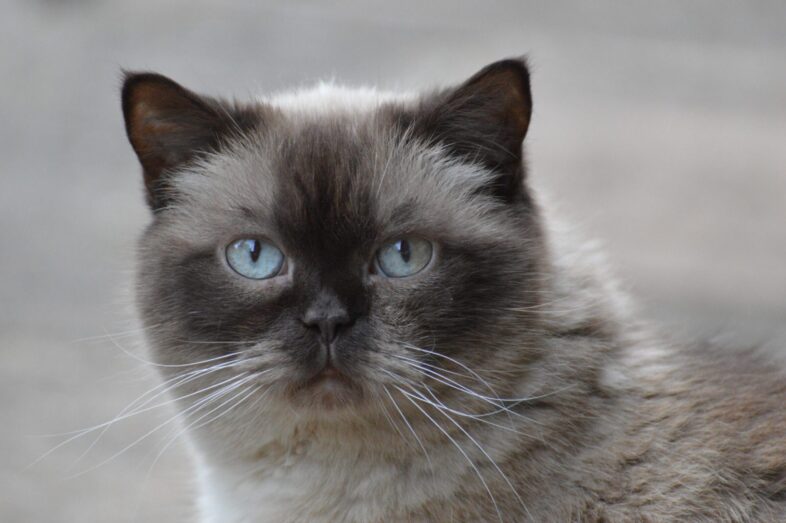 Grey cat with piercing blue eyes staring directly ahead.
