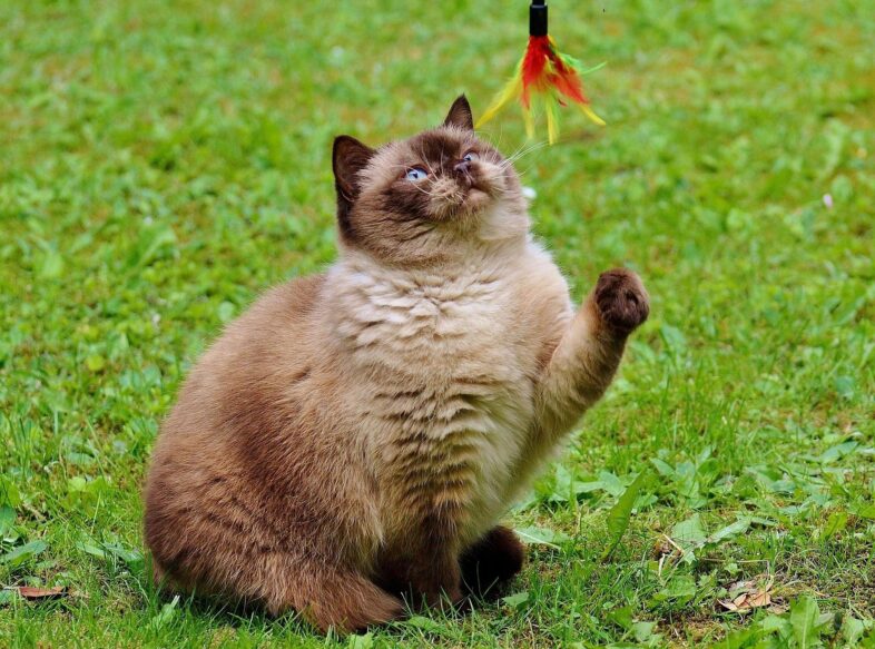 Playful Brown Cat in the Grass – A Heartfelt Reminder for Anyone Coping With Cat Loss